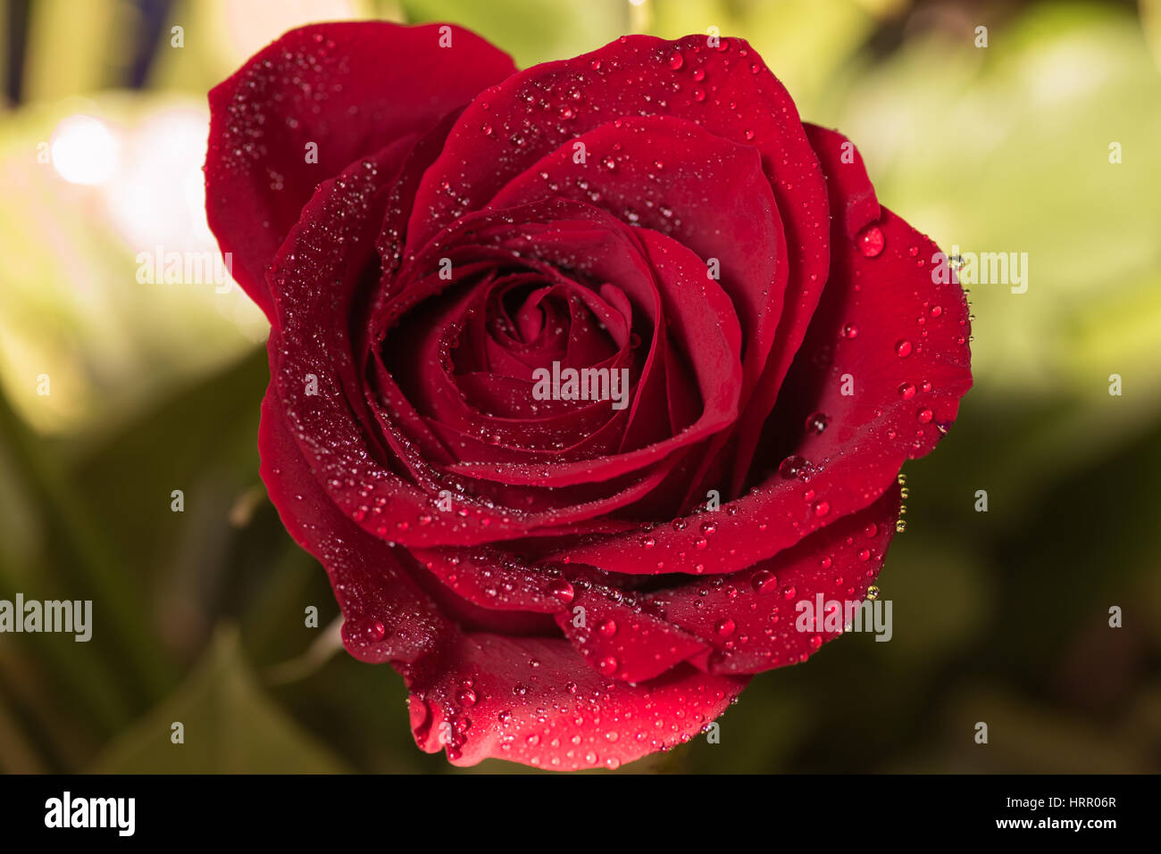 Red rose with dew drops hi-res stock photography and images - Alamy