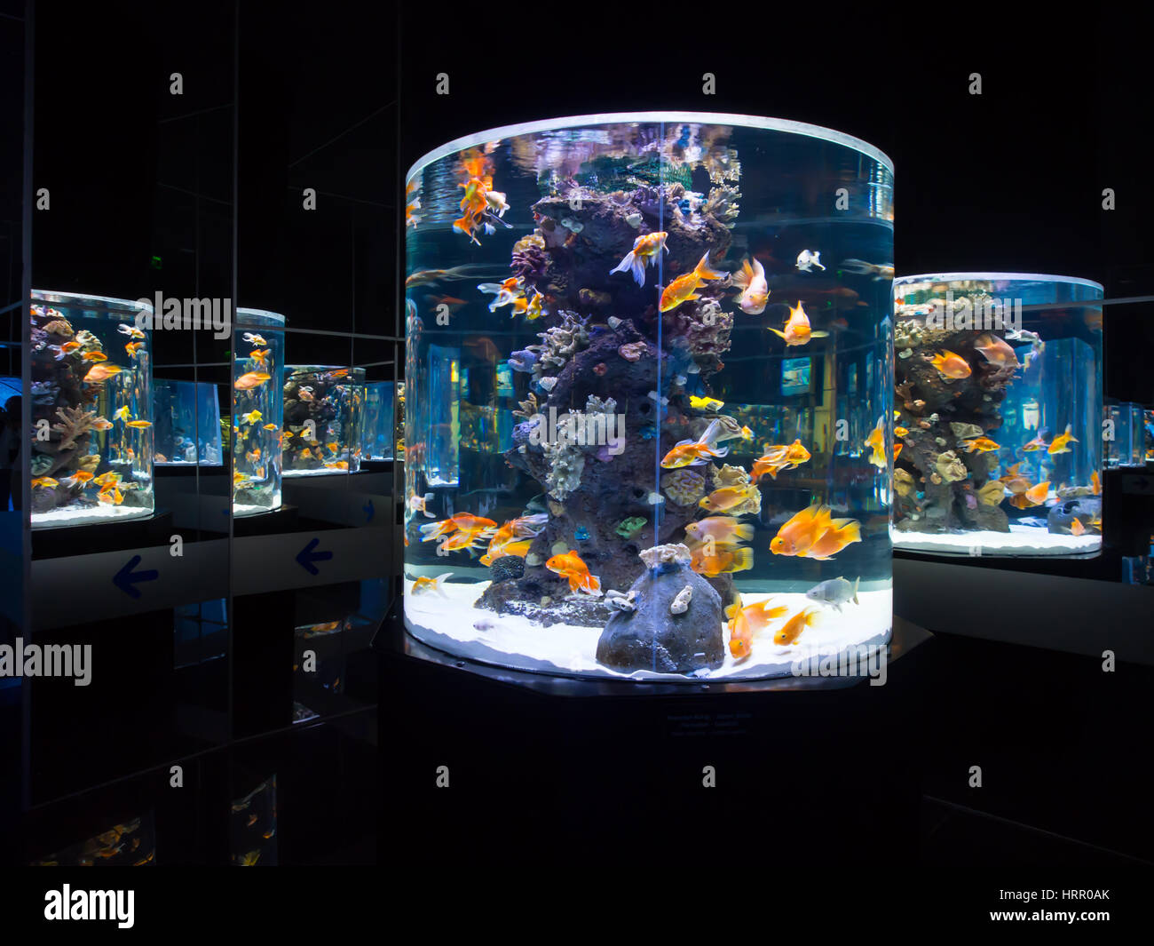 Colorful saltwater fish in Antalya aquarium, Turkey Stock Photo