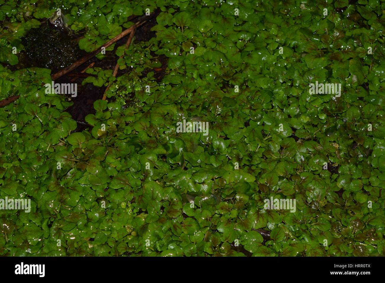 Plants growing in water hi-res stock photography and images - Alamy
