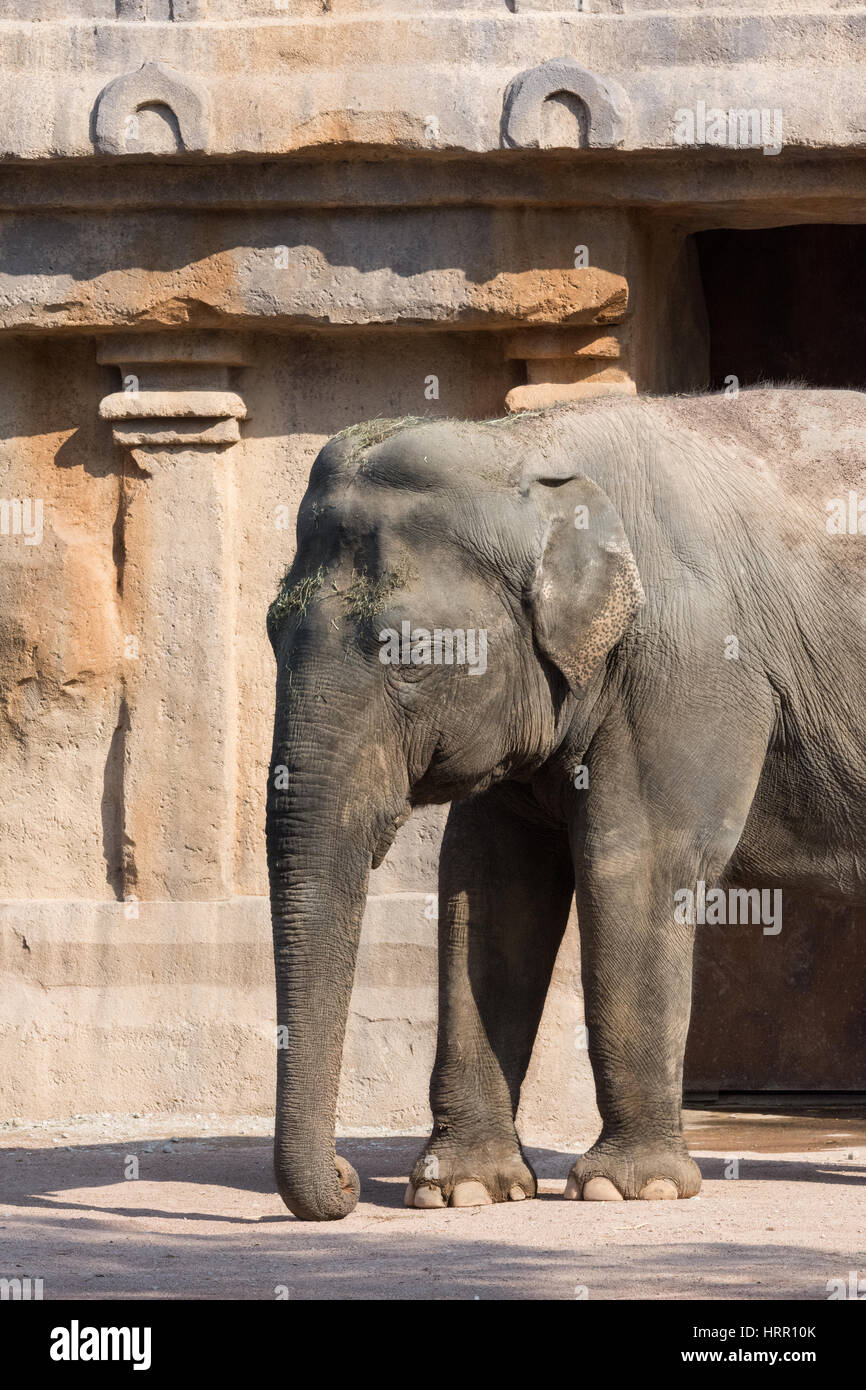 Big Indian elephant seen in profile on light background, vertical image. Grande elefante indiano visto di profilo su sfondo chiaro, immagine verticale Stock Photo