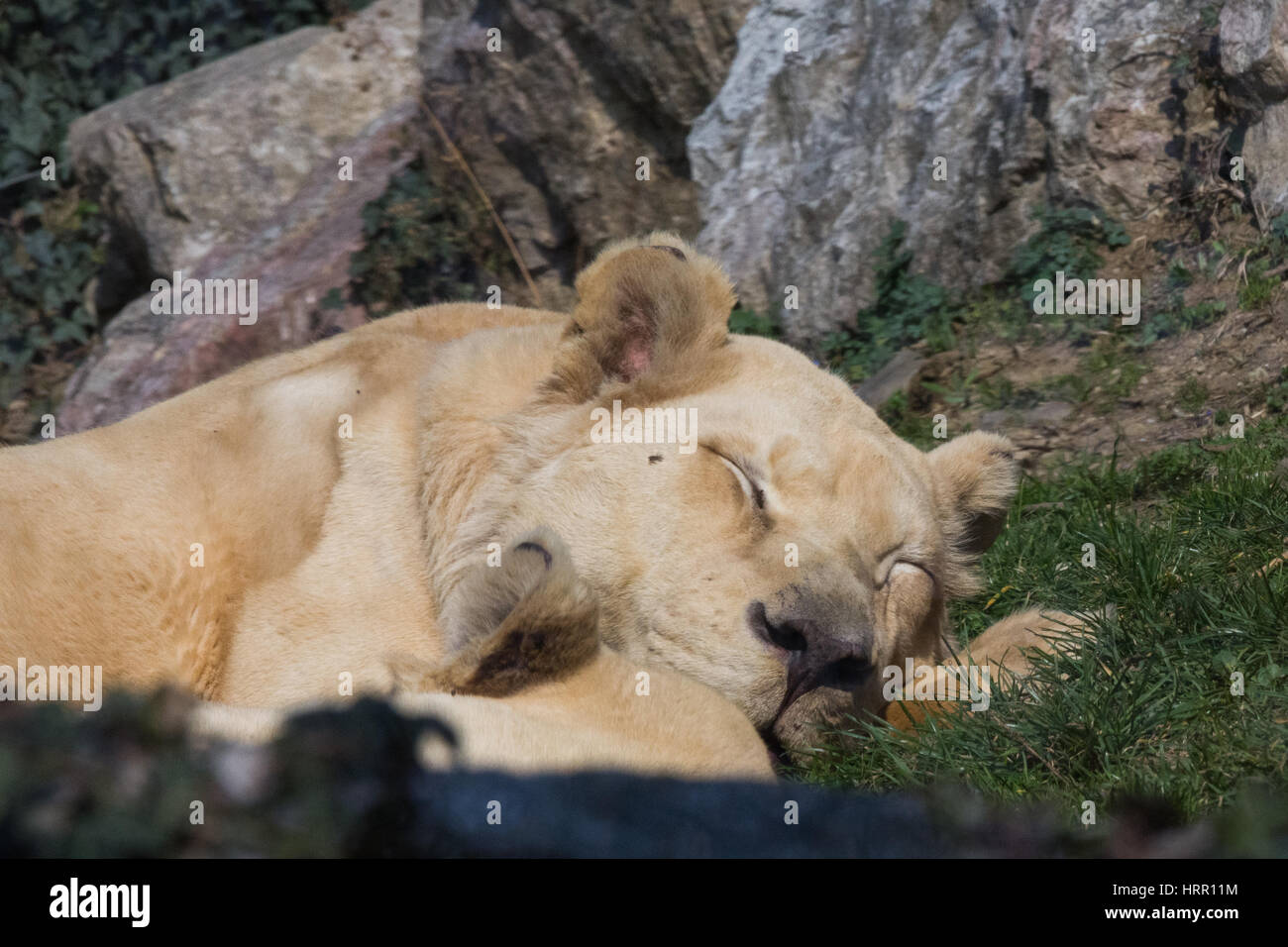 lioness sleeping on the grass, horizontal image, Leonessa dorme distesa sull'erba. Stock Photo
