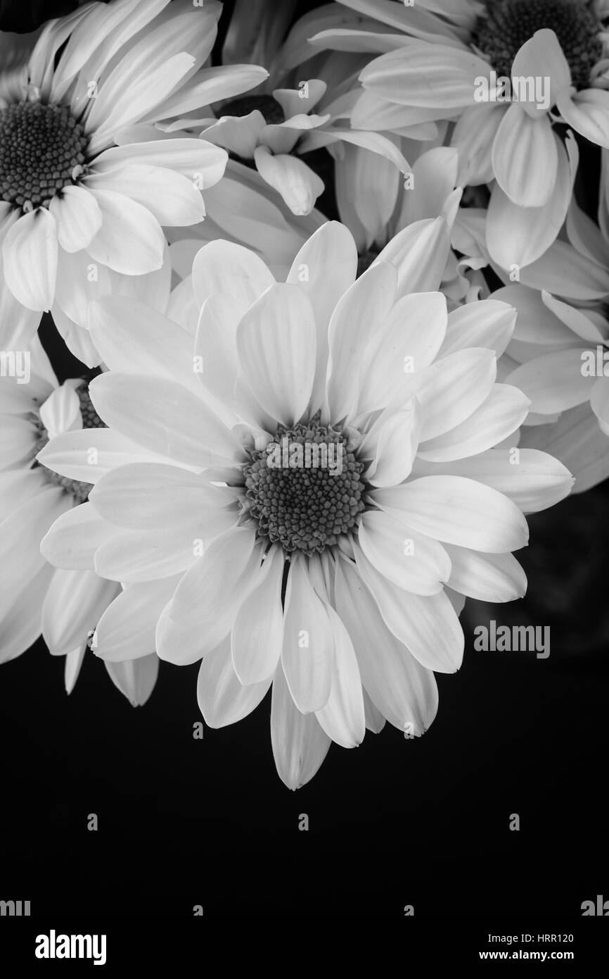 White Daisies on Black Background Stock Photo Alamy