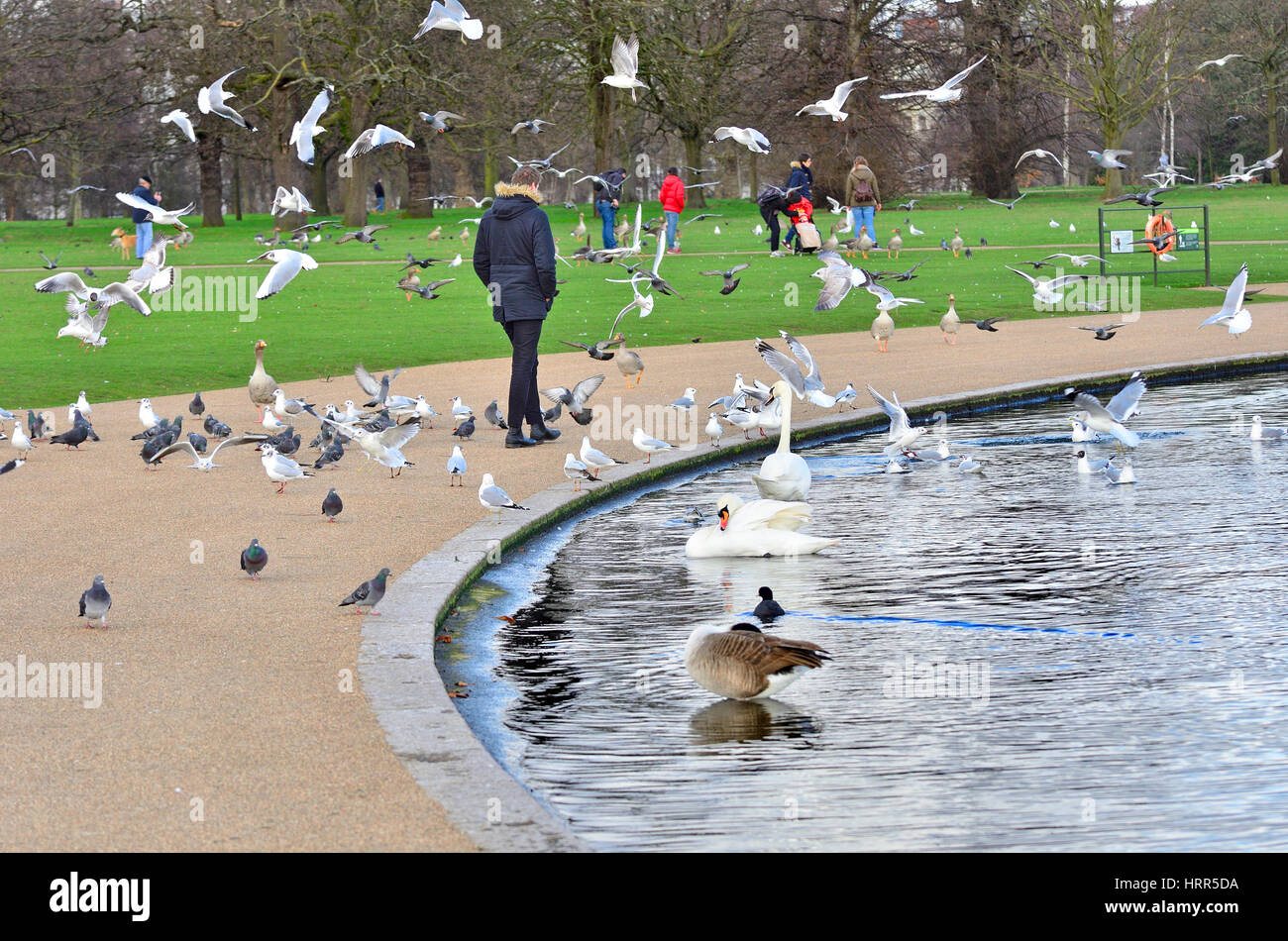 Round pond in kensington gardens hires stock photography and images