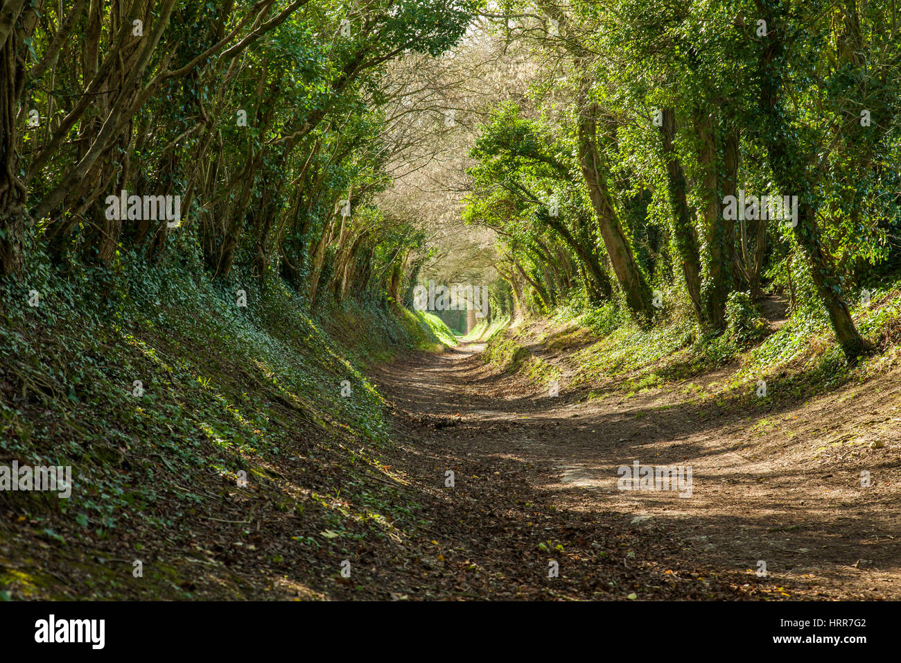 Early spring in the countryside near Halnaker, West Sussex, England. Stock Photo