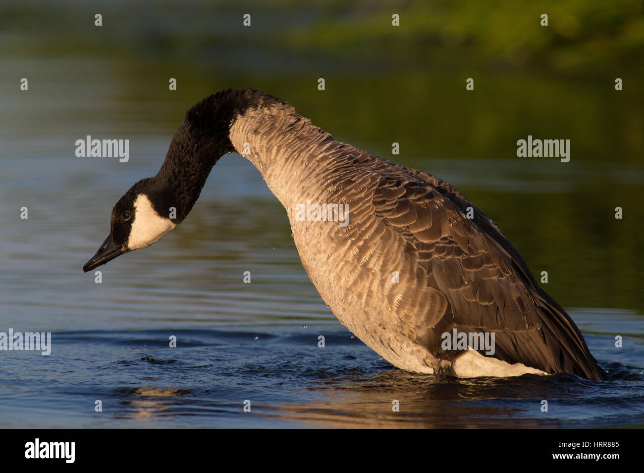 Canada Goose (Branta canadensis), bathing in water, Kemnade, Witten, North Rhine-Westphalia, Germany Stock Photo