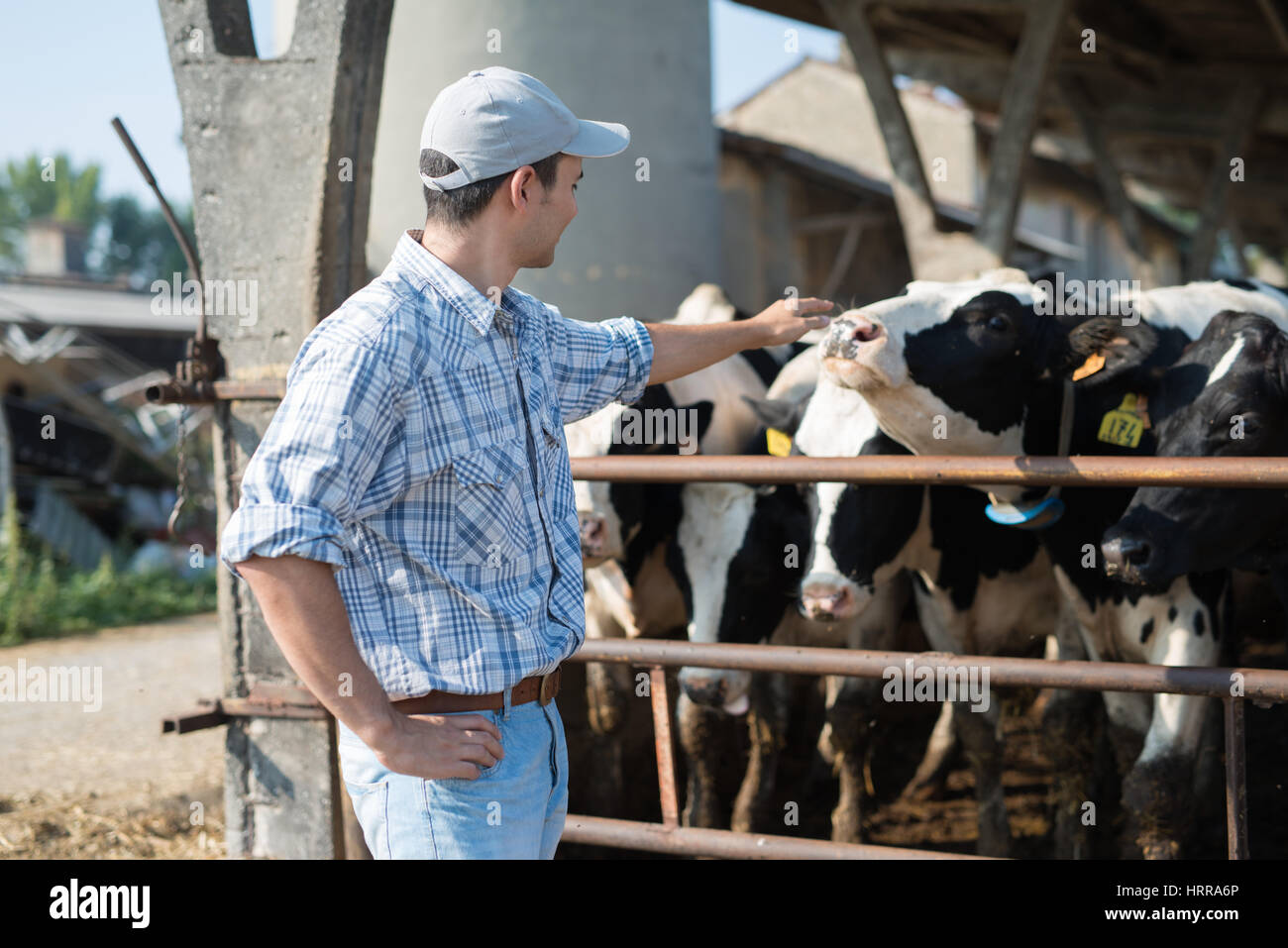 Breeder in front of his cows Stock Photo - Alamy
