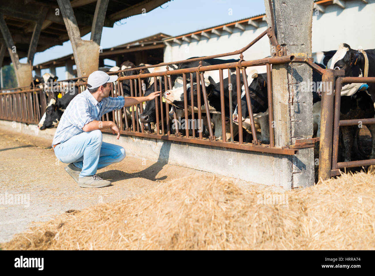 Smiling cows hi-res stock photography and images - Alamy