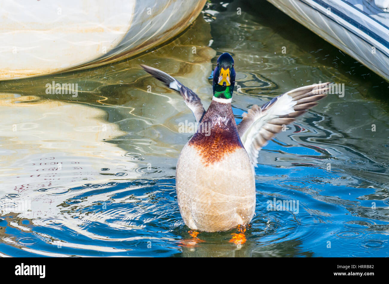 A high spirited Mallard duck flapping its wings and splashing in the sea water among small boats. Stock Photo