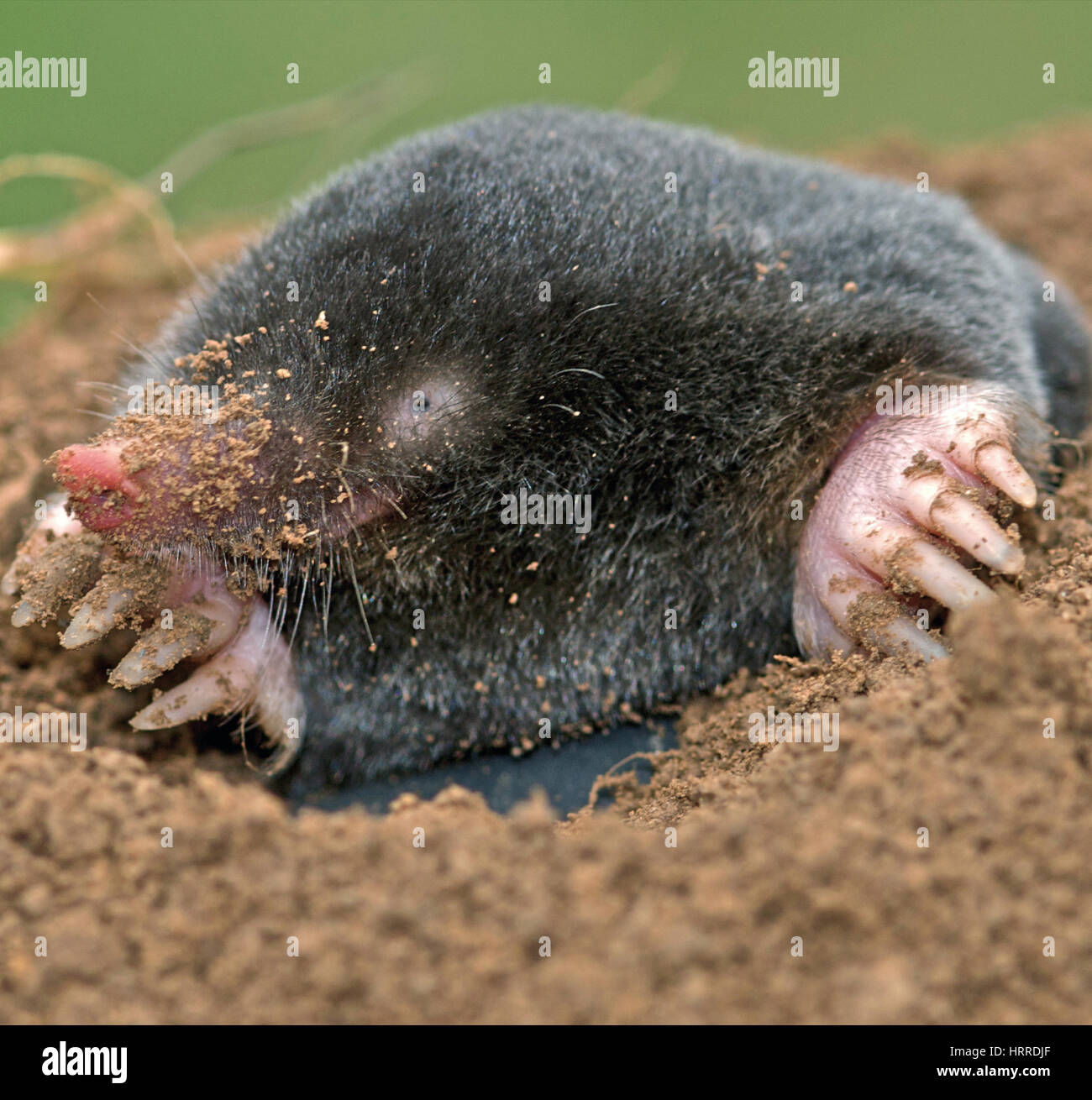 Mole (Talpa europaea) animal mammal digging burrowing creature found in gardens and fields throughout Europe. High quality large file. Stock Photo