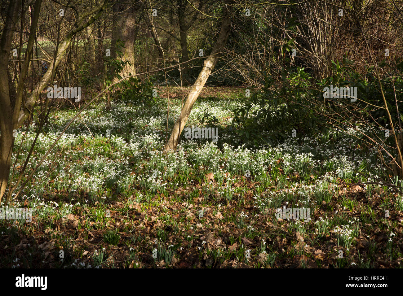UK, England, Cheshire, Scholar Green, Rode Hall, Gardens, Old Wood, snowdrops amongst trees in late February Stock Photo