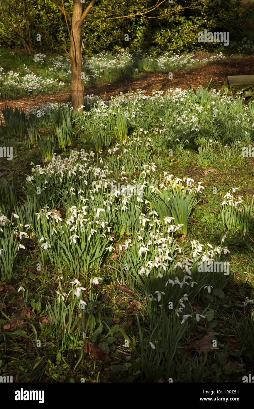 UK, England, Cheshire, Scholar Green, Rode Hall, Gardens, Old Wood, snowdrops in late February Stock Photo