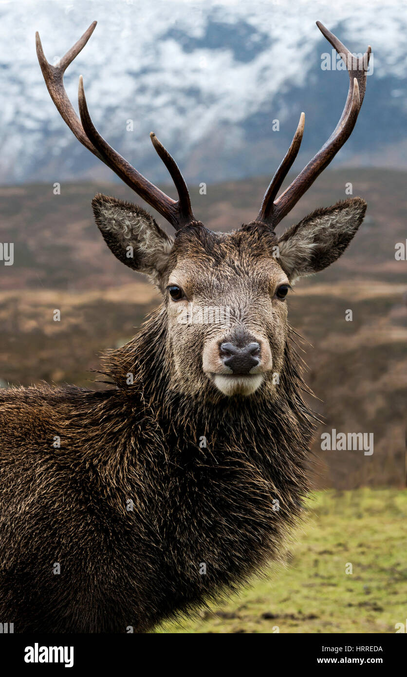 stag highland chief glencoe,western highlands,Scotland. Stock Photo