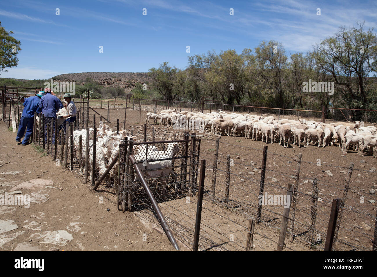 Sheep Farming, The Karoo, South Africa Stock Photo Alamy