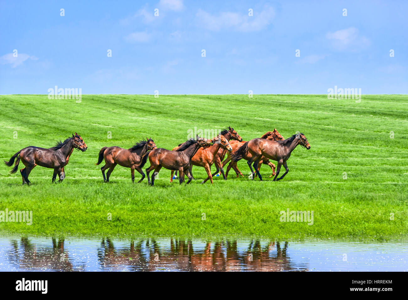 Running horses scenic highway in Franklin County, Kentucky, USA