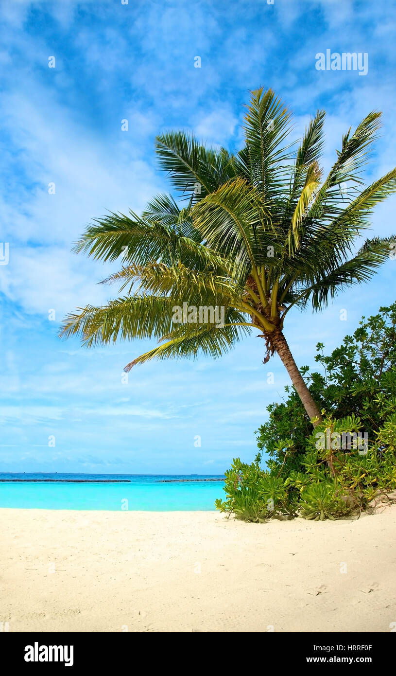 palm tree in a tropical beach on a sunny day Stock Photo - Alamy