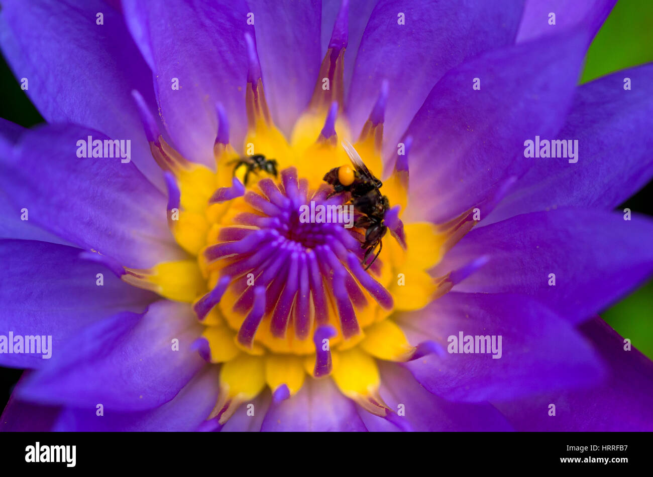 Water lily bees hi-res stock photography and images - Alamy