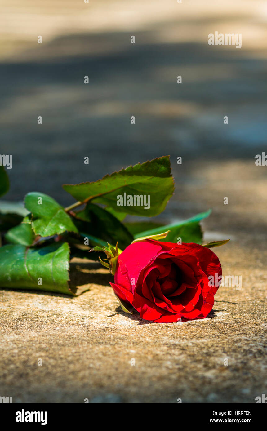 Rose on the ground hires stock photography and images Alamy