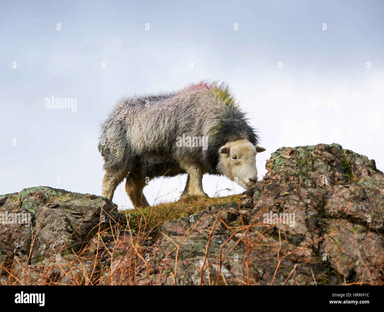 Herdwick sheep, Lake District National Park, Cumbria, England UK Stock