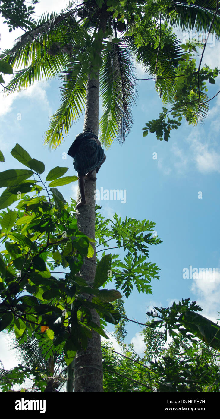 Man climbing up a palm tree just by using his arms and legs to get some coconuts in the morning. Stock Photo