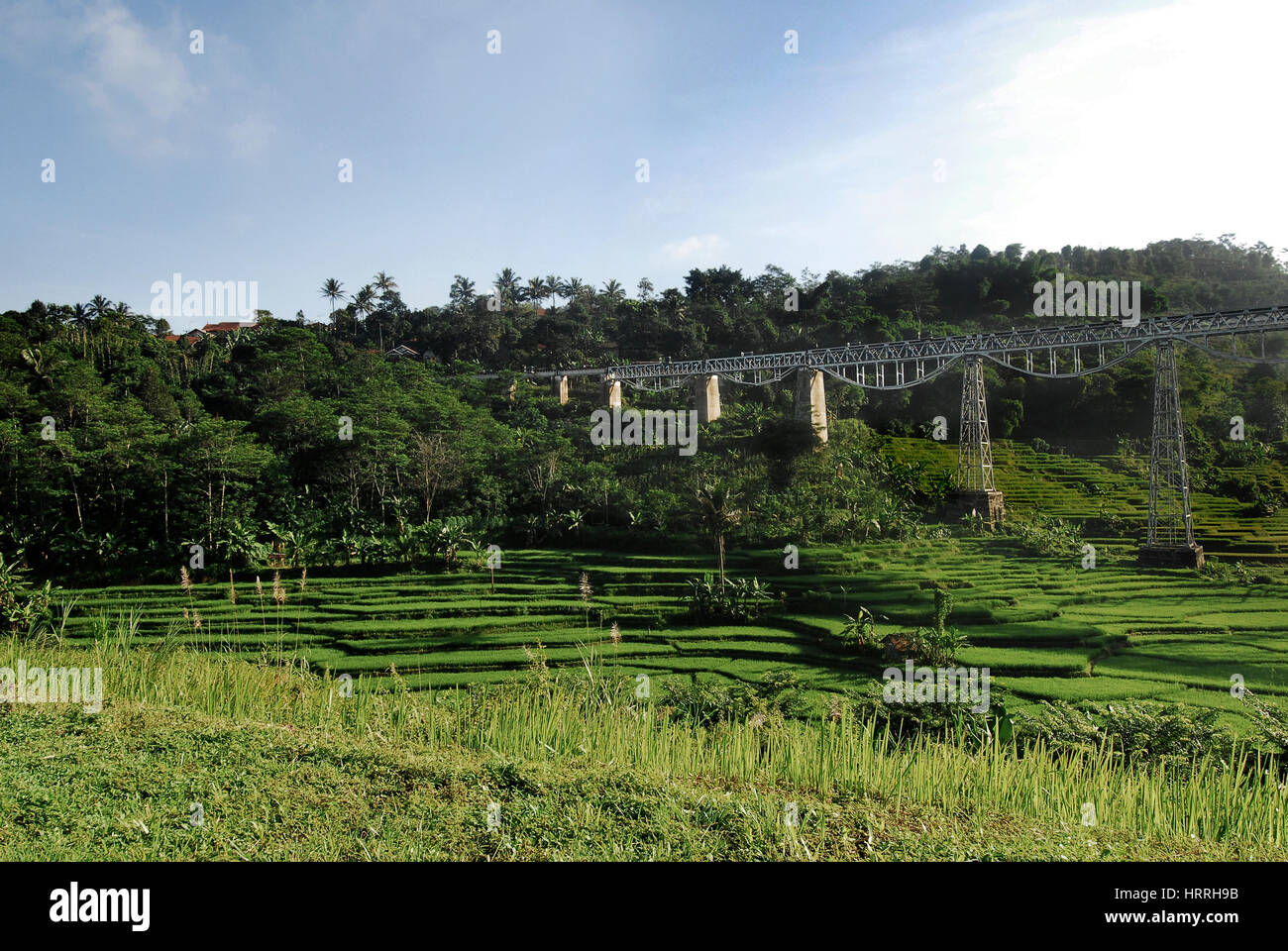 High steel railway bridge crossing over a green rice field in Indonesia ...