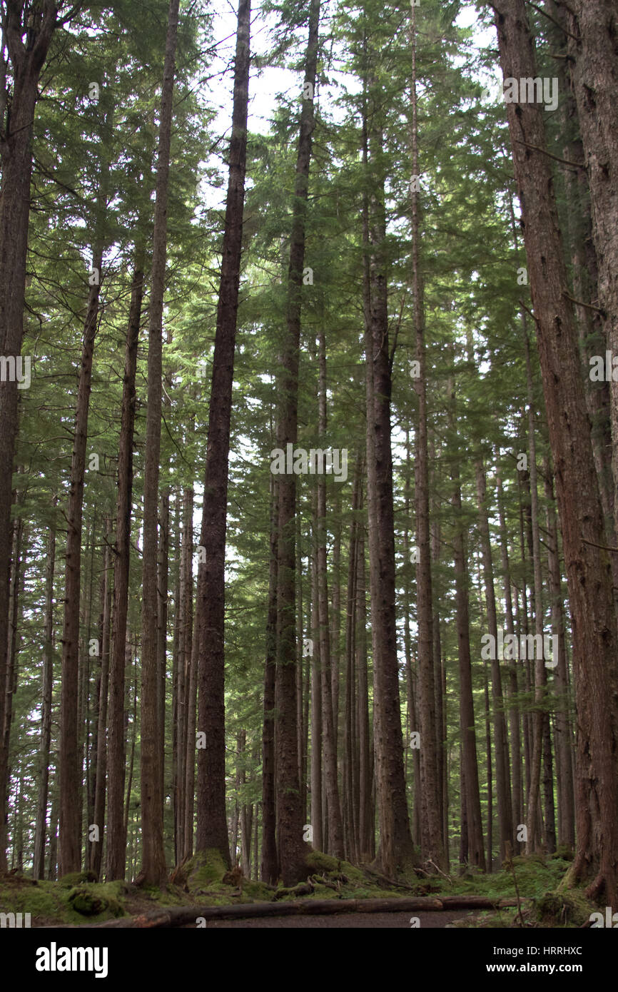 Picture of old trees from an Alaskan rain forest Stock Photo