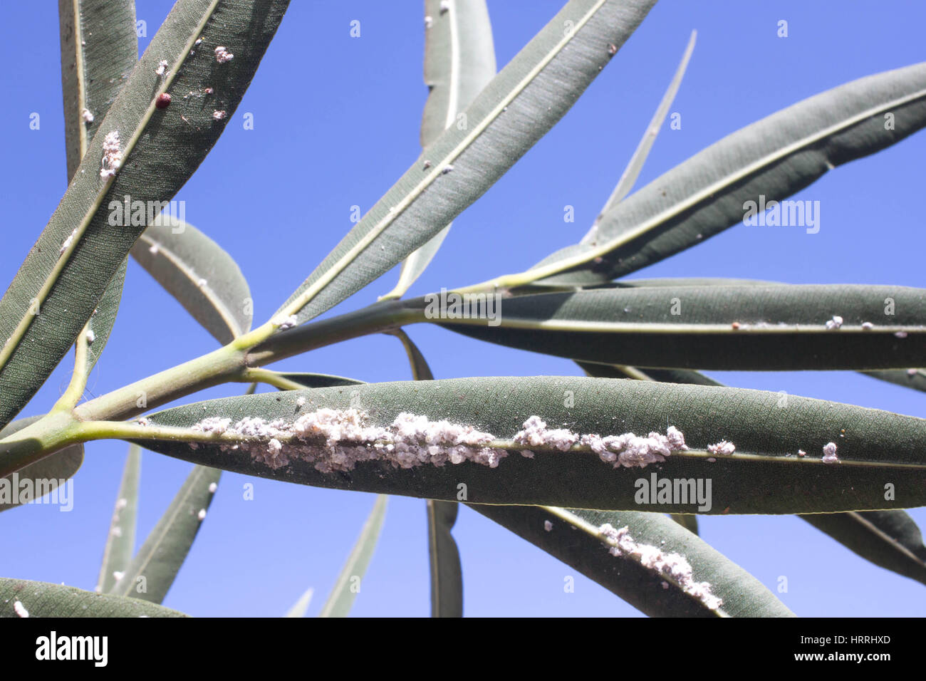 Oleander Insect Oleander leaves densely covered with scale insects. Mealy mealybug ...