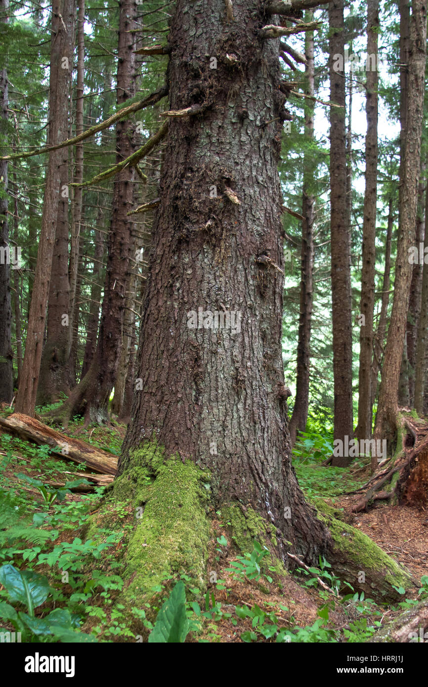 Picture of old trees from an Alaskan rain forest Stock Photo