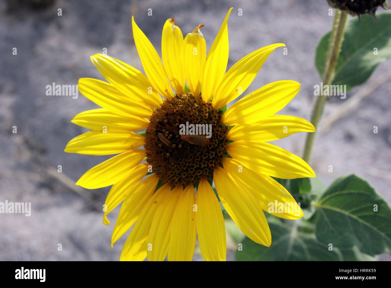 Beautiful wild flower on Antelope Island, Utah Stock Photo