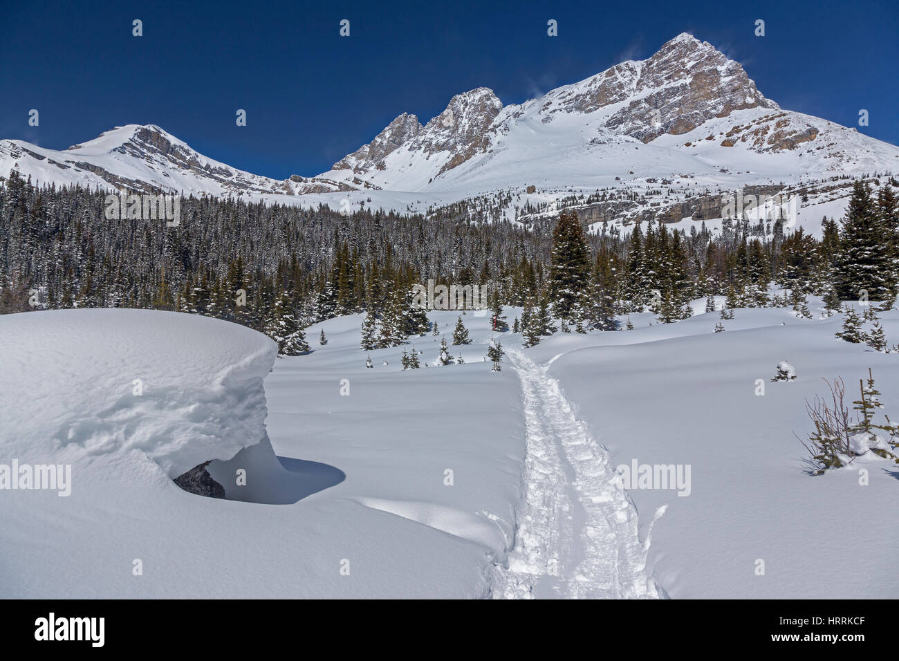 Winter Landscape on a Great Snowshoeing Trail near Lake Louise in Stock