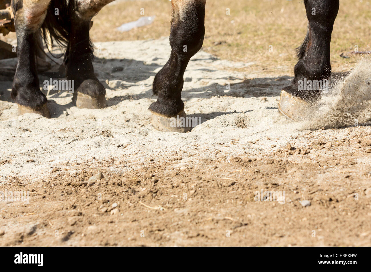 Horses and their owners participate in a heavy pull tournament. The animals has to pull a load