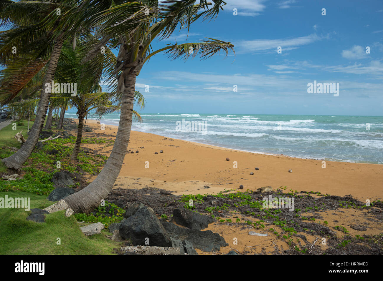 ROW OF PALM TREES PLAYA LUQUILLO BEACH PUERTO RICO Stock Photo - Alamy