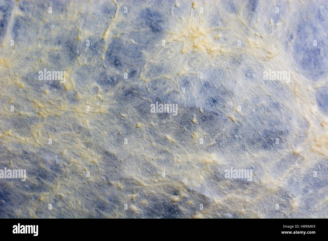 Thin homemade Phyllo or strudel dough on a home table cloth for cheese pie or other kind of traditional pastry. Stock Photo