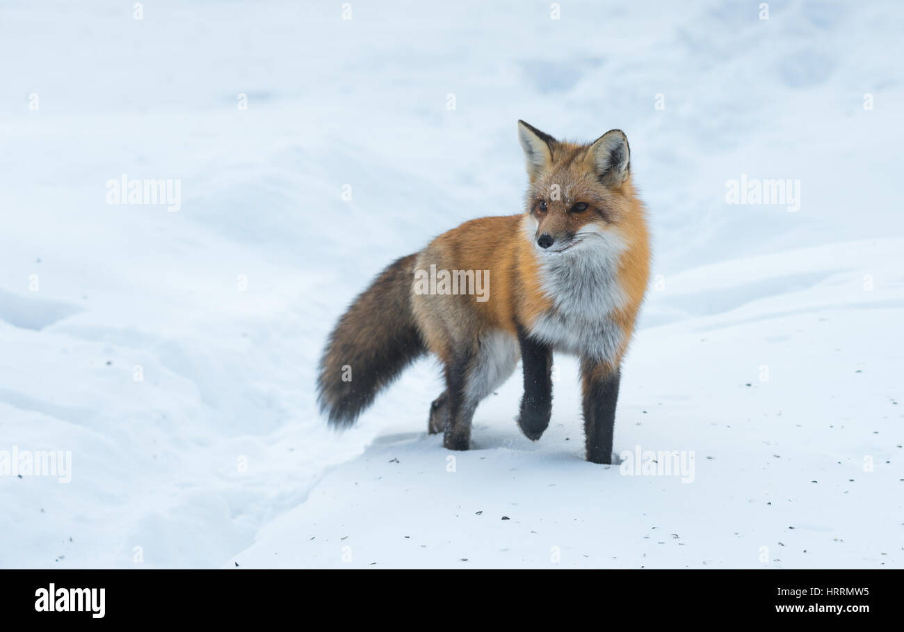 Portrait of a beautiful Red fox (Vulpes vulpes) in a winter woods.  Wild animal emerges to visit cottages.  Hunts & scavenges for food. Stock Photo