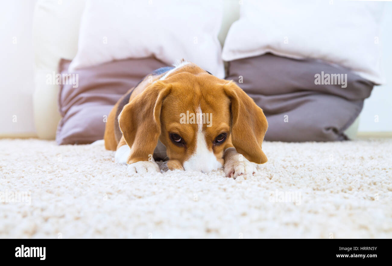 Dog on white fluffy carpet at home. Background with beagle dog in light