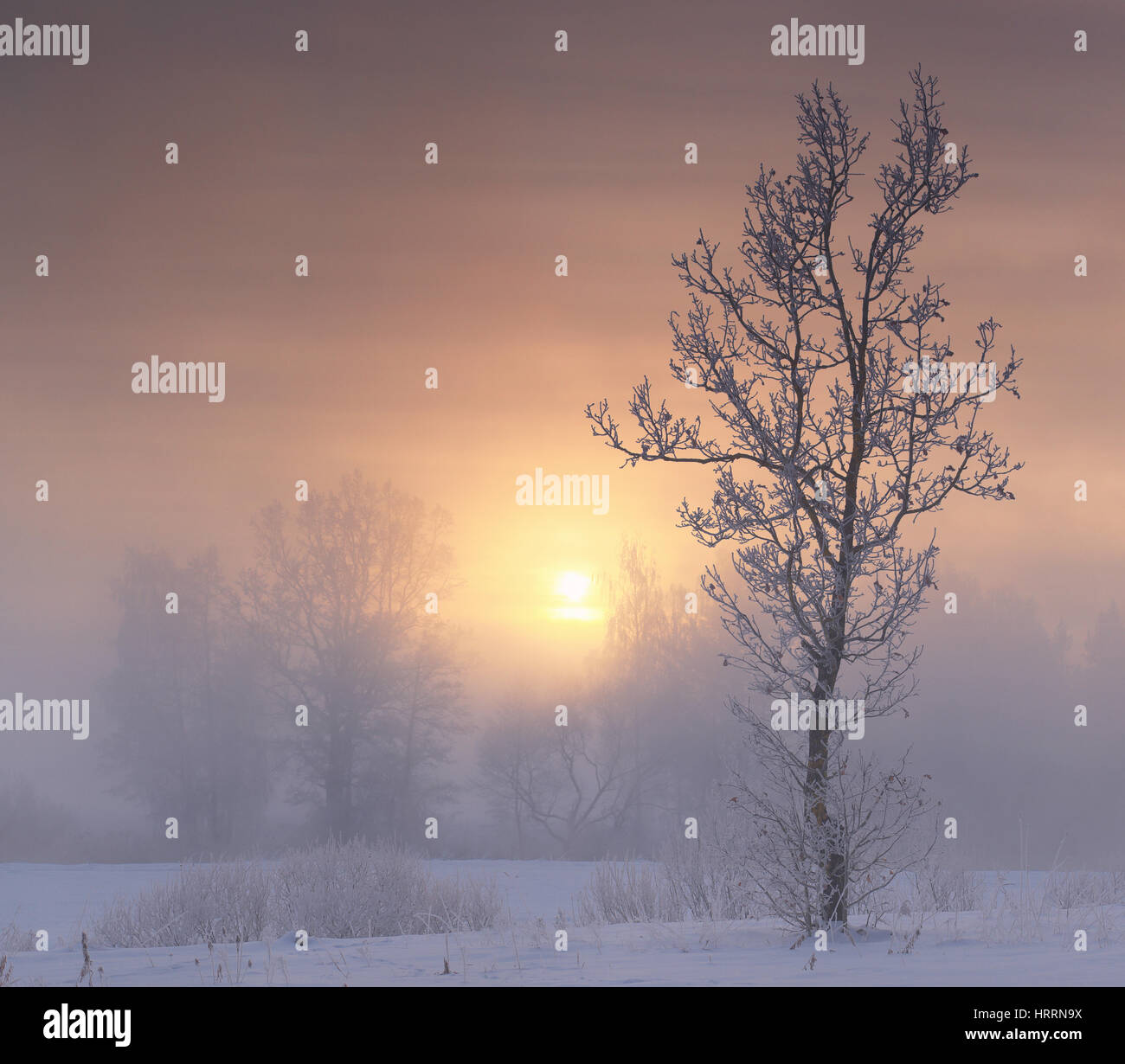 Frosty tree on sunrise background. Frosty winter morning. Colorful winter landscape of winter sunrise. Rising sun illuminate white snow and hoarfrost  Stock Photo