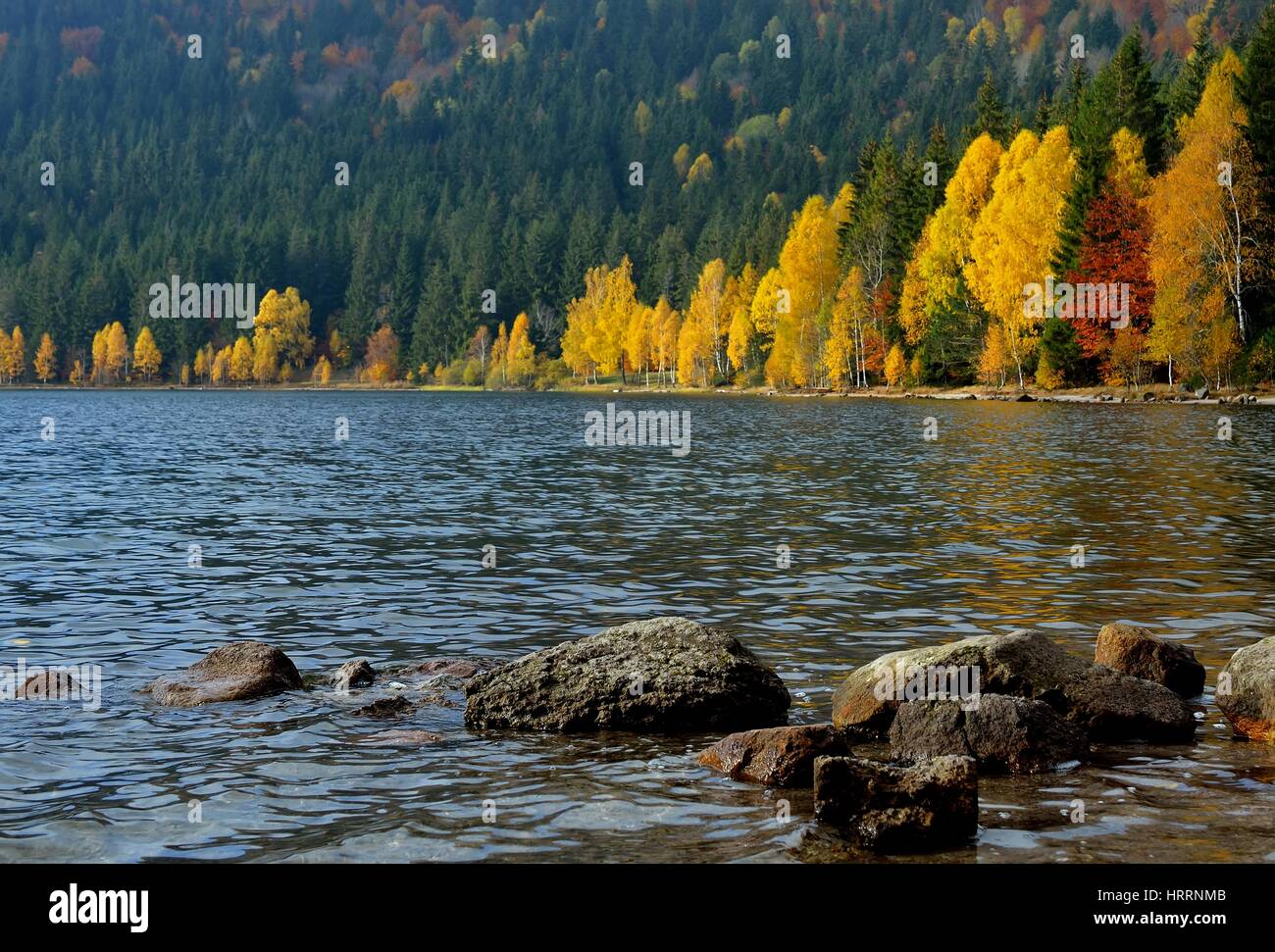 Lake in autumn forest. Beautiful nature background Stock Photo - Alamy