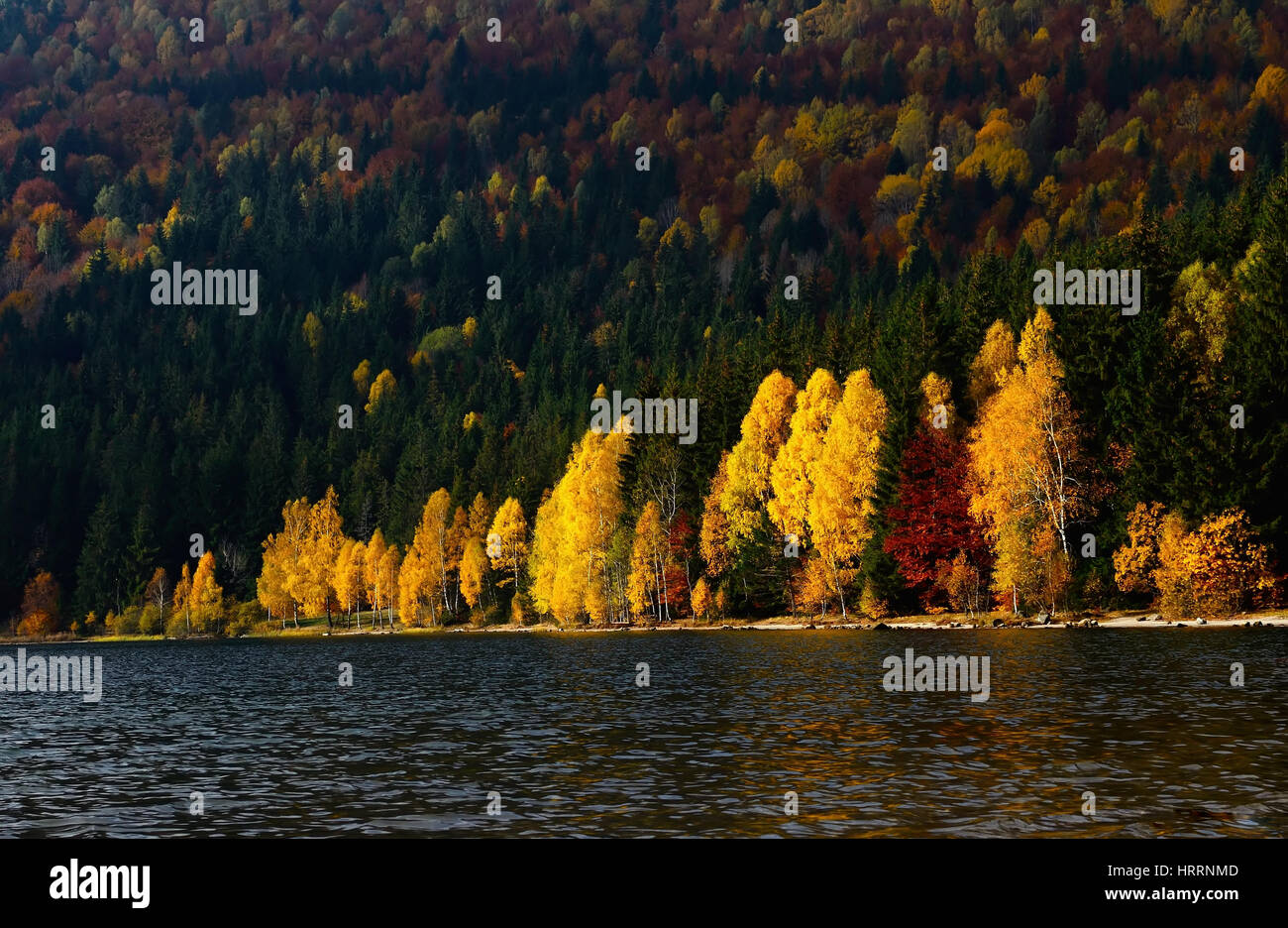 Lake in autumn forest. Beautiful nature background Stock Photo - Alamy