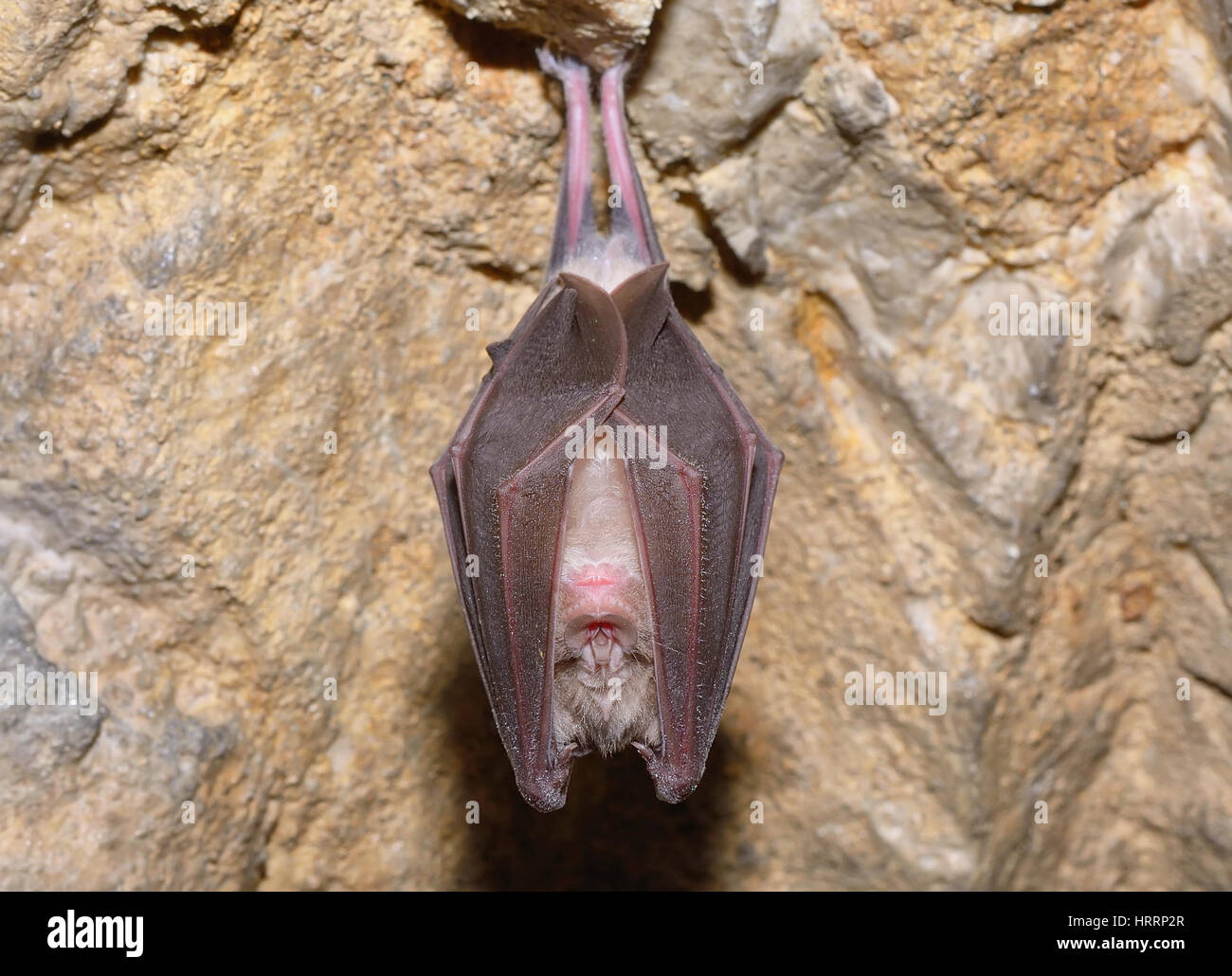Greater horseshoe bat Rhinolophus ferrumequinum sleeping in cave Stock Photo