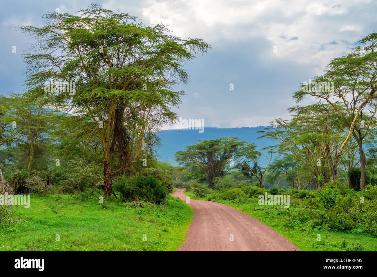 Mountain african forest with acacia and lush bushes in Ngorongoro national park, Tanzania Stock Photo