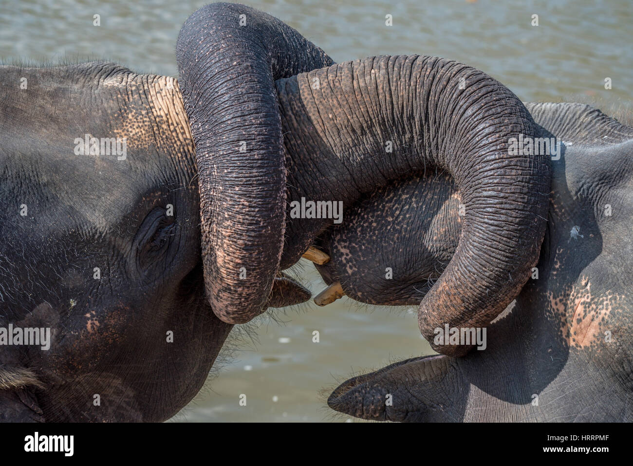 Young elephants wrestle using their trunks for playing. National park ...