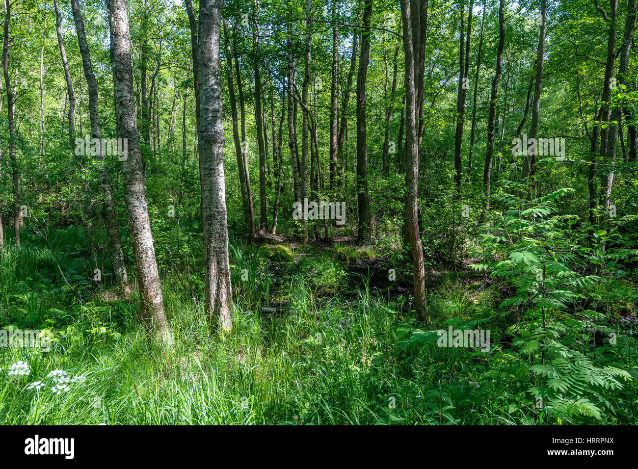 Sunlight in a green forest on summer day Stock Photo - Alamy