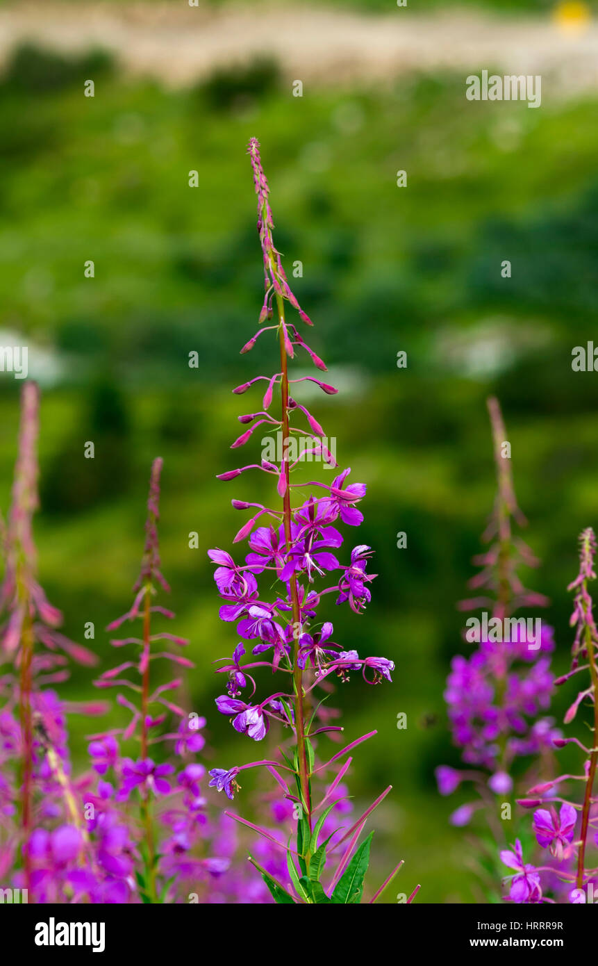 Pink alpine flower Stock Photo - Alamy