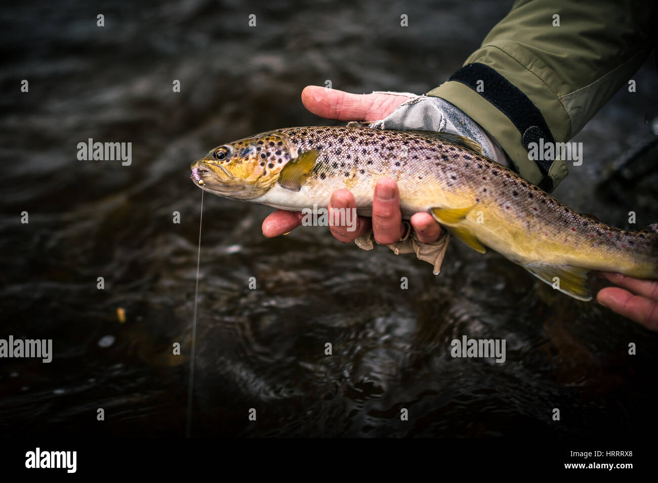 Brown trout caught on a wet fly in Wales, England, fly fishing Stock Photo