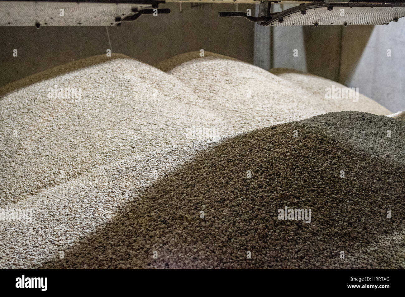 Unroasted (green) coffee beans are piled high in bins at a coffee
