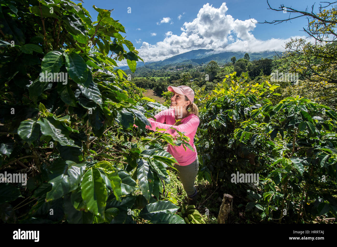 Researcher picking through leaves on a coffee farm to catch any coffee leaf rust (hemileia vastatrix) that may have occurred. This coffee farm is a pa Stock Photo