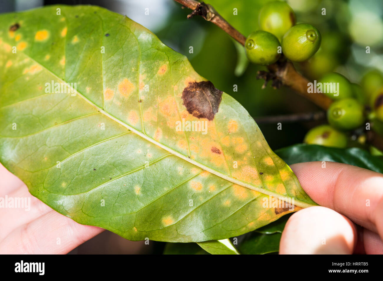 Coffee leaf rust (hemileia vastatrix) is examined on a coffee plantation in San Marcos de Tarrazœ, Costa Rica. Stock Photo