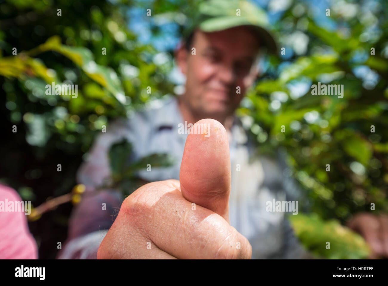 A coffee farmer shows off leaf rust fungus on his thumb, after examining coffee plant leaves that have been infected with leaf rust. Stock Photo