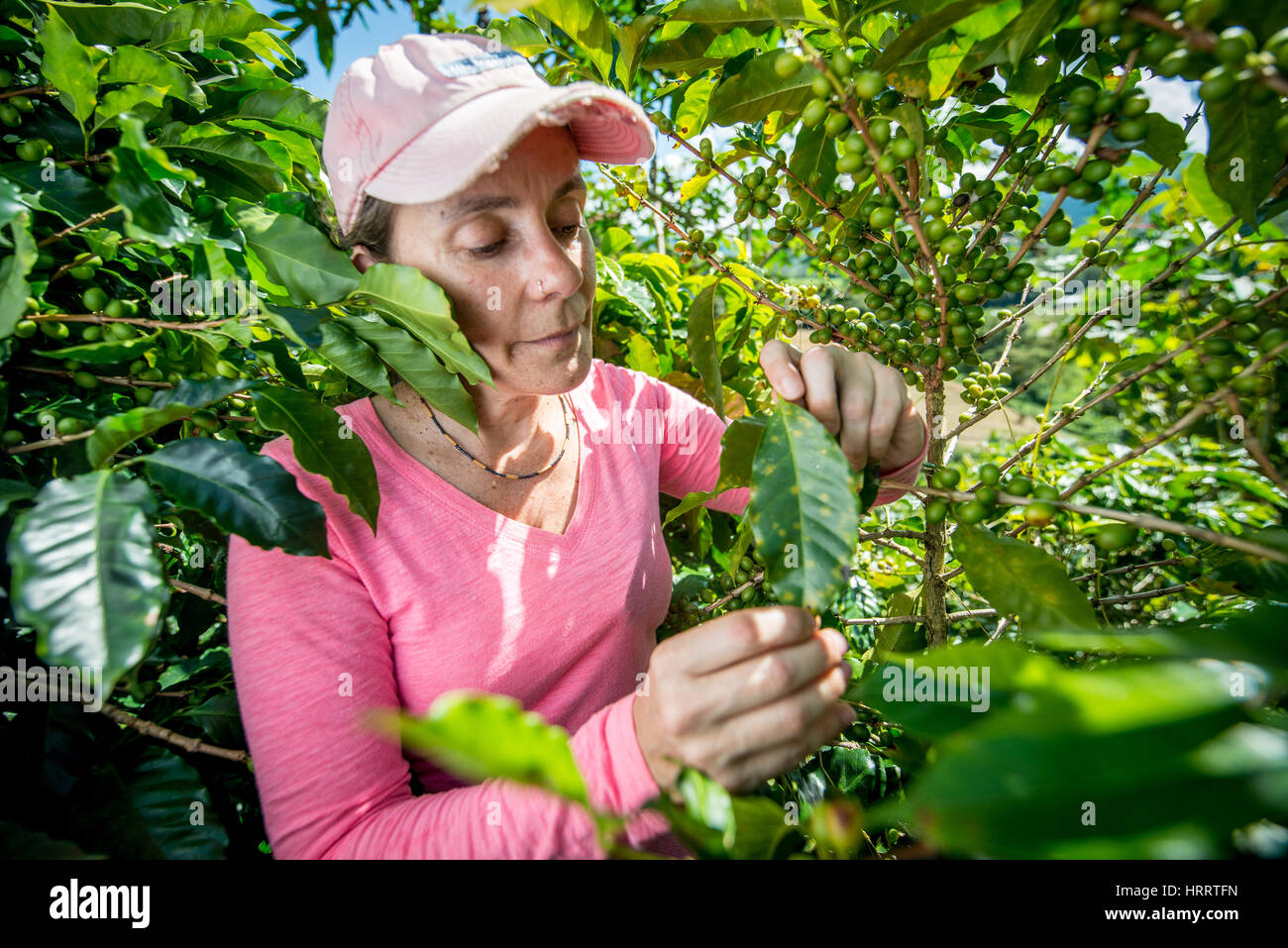 Coffee worker checking leaves for any signs of coffee leaf rust fungus on a coffee plantation in San Marcos de Tarrazœ, Costa Rica. Stock Photo