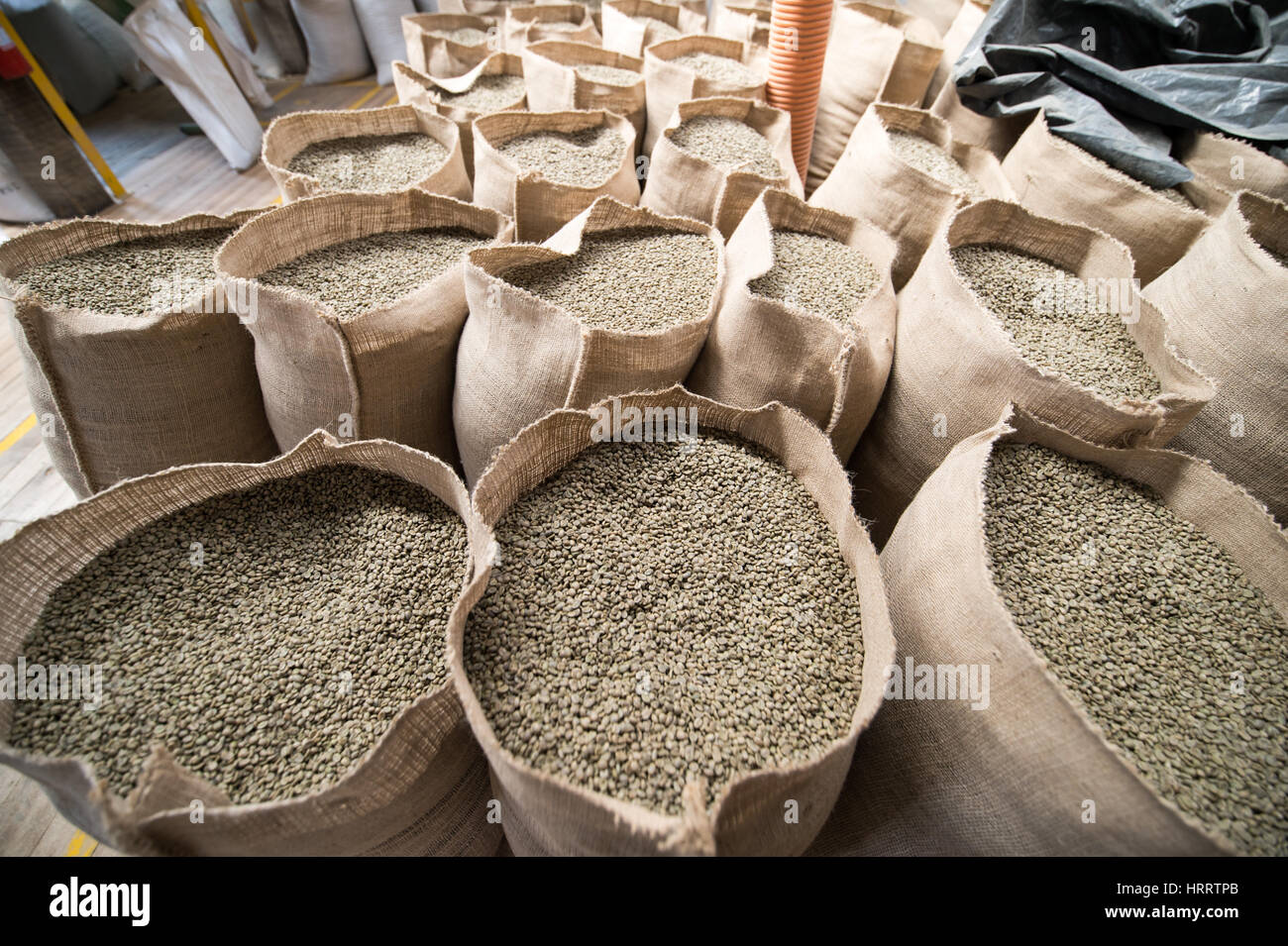 Green, unroasted coffee beans are piled in burlap sacks and await