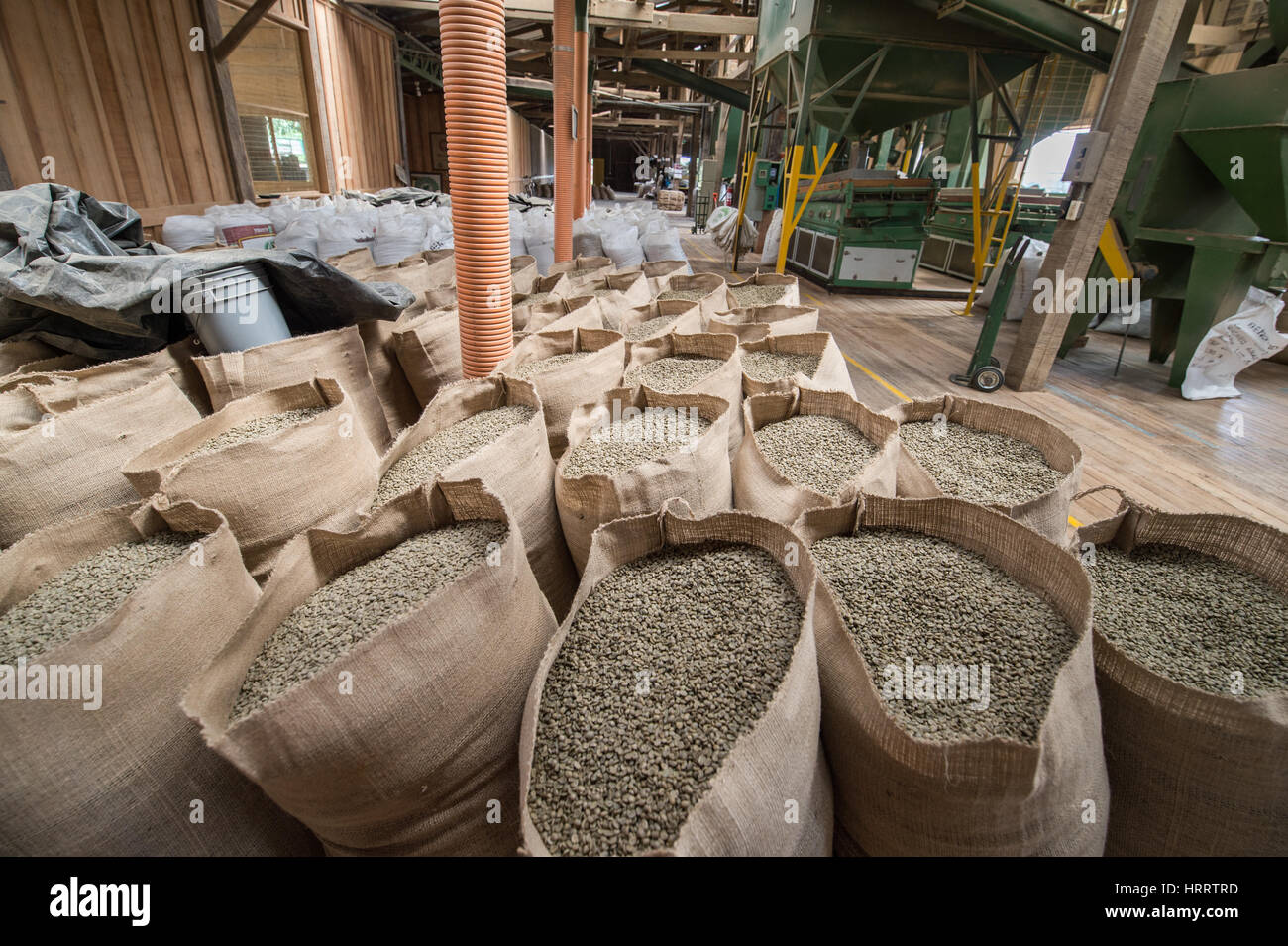 Green, unroasted coffee beans are piled in burlap sacks and await